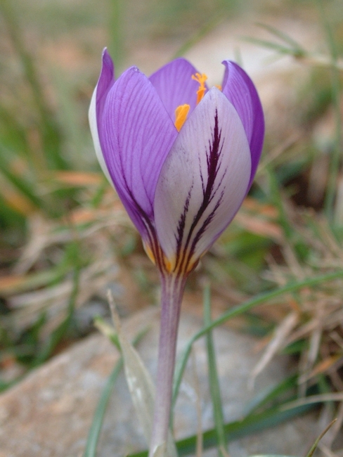 Romulea bulbocodium e Crocus biflorus